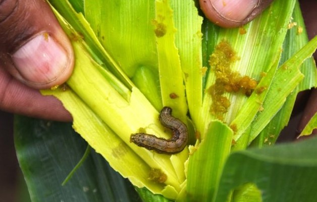 Bungoma Partners With FAO To Fight Against Army Worm Invasion